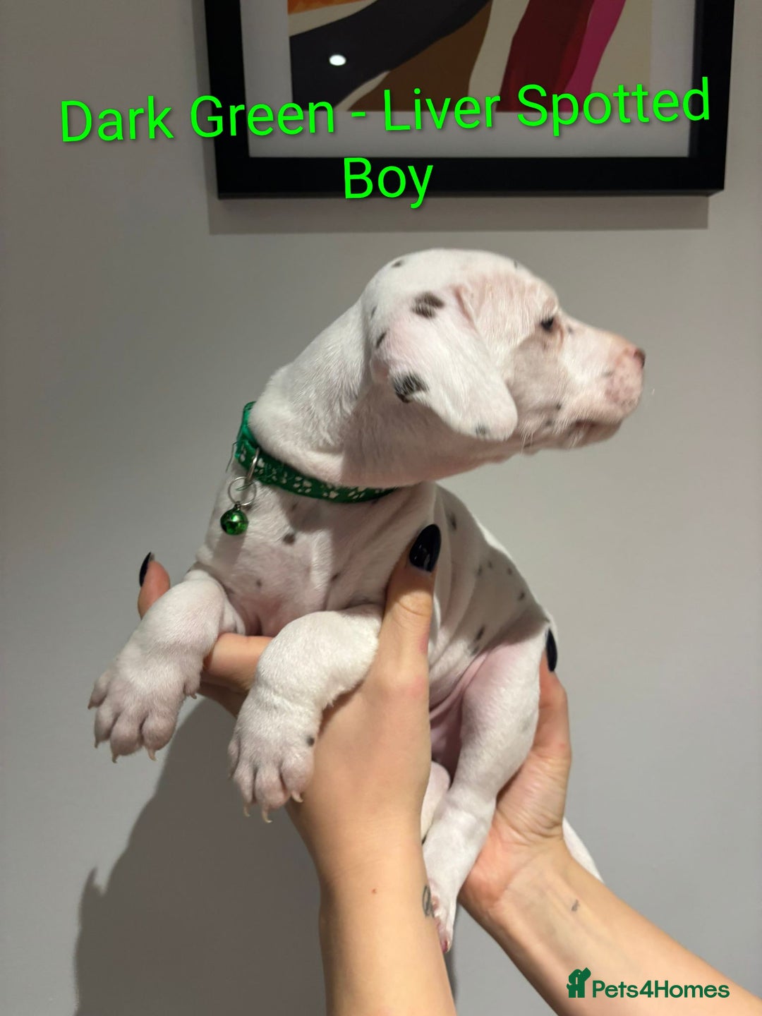 Dalmatian dogs for sale: Dalmatians for Sale (Last 2 Boys Left) - Advert 39