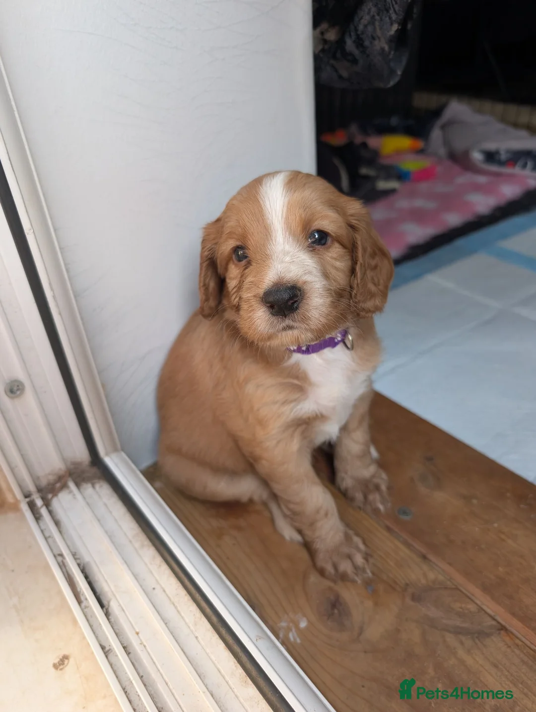 Cocker Spaniel dogs for sale: cocker  in Leamington Spa - Advert 9