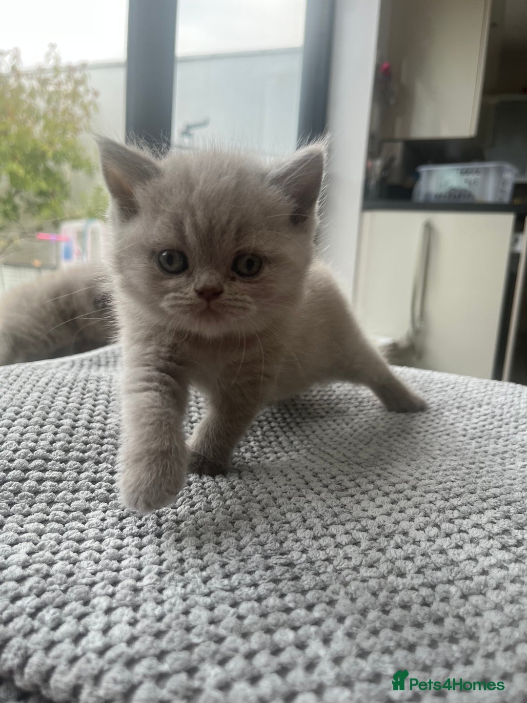 British Shorthair cats for sale: British Short Hair kittens x2 boys left  - Image 13