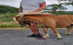 Shetland pony horses for sale: Beautiful 7h Mini shetland Gelding  - Image 12