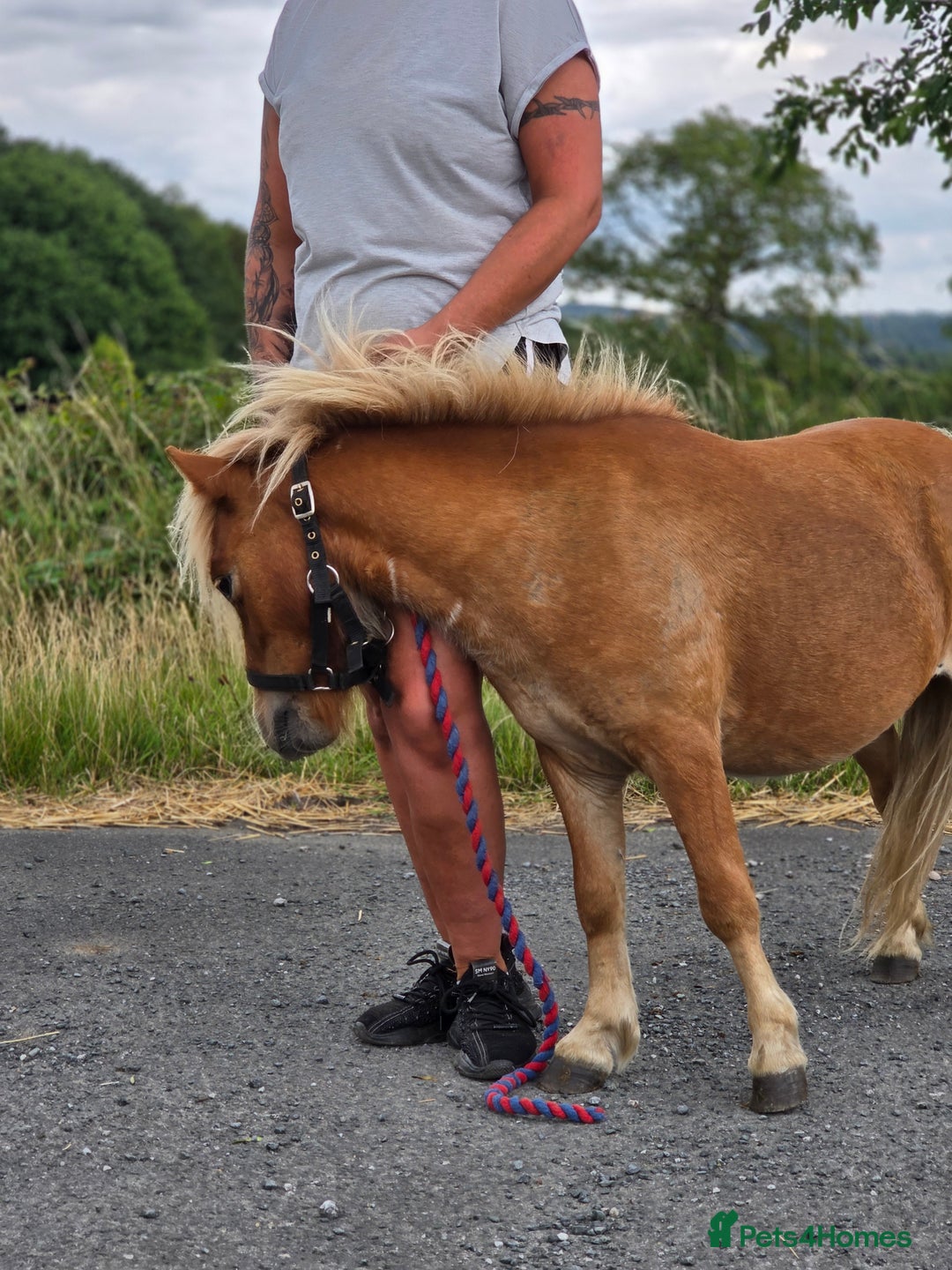 Shetland pony horses for sale: Beautiful 7h Mini shetland Gelding  - Image 12