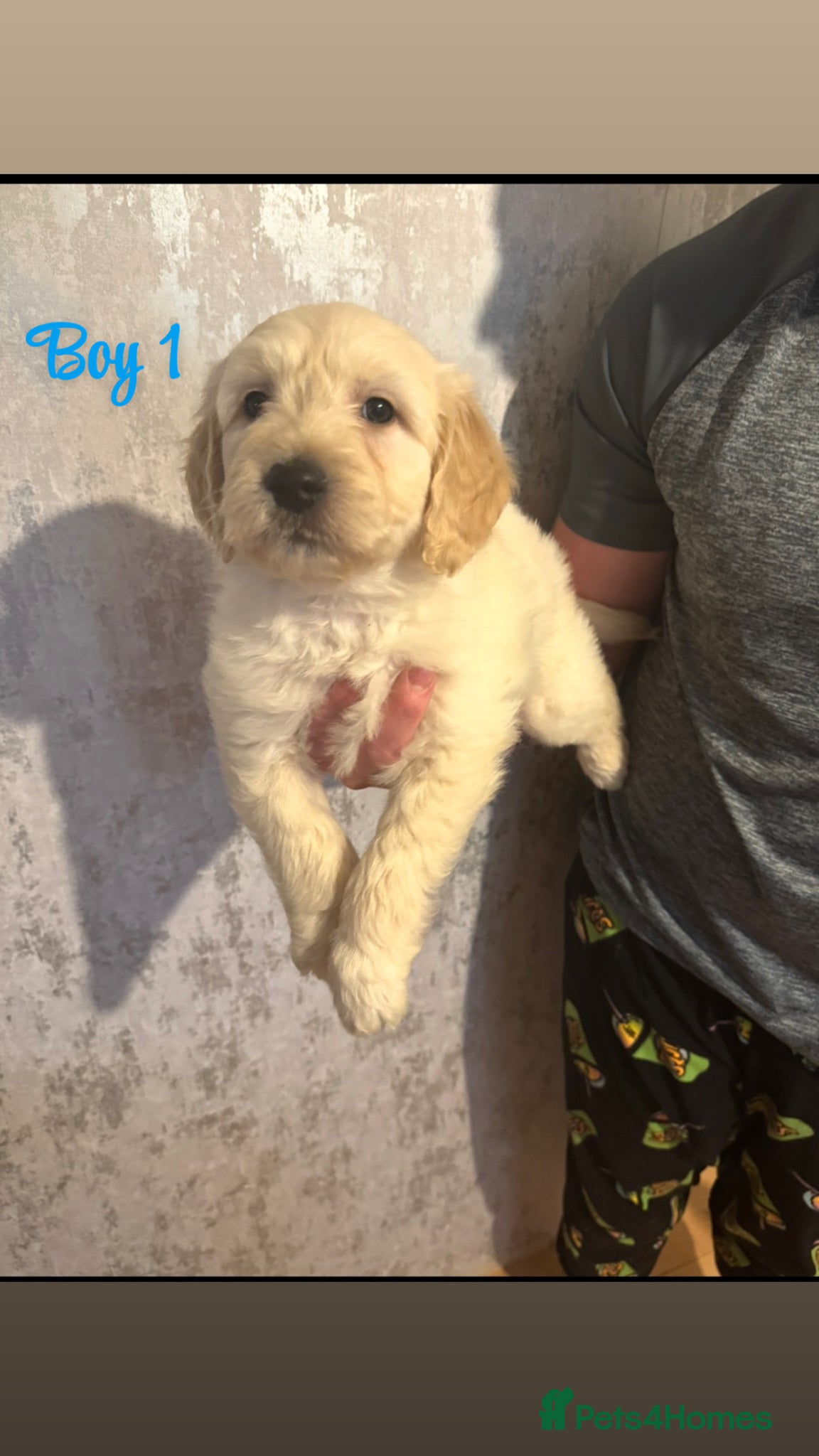 Goldendoodle dogs Beautiful medium sized goldendoodle puppies  - Advert 2