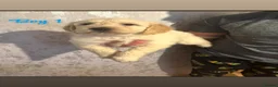 Goldendoodle dogs for sale: Beautiful medium sized goldendoodle puppies  - Advert 2