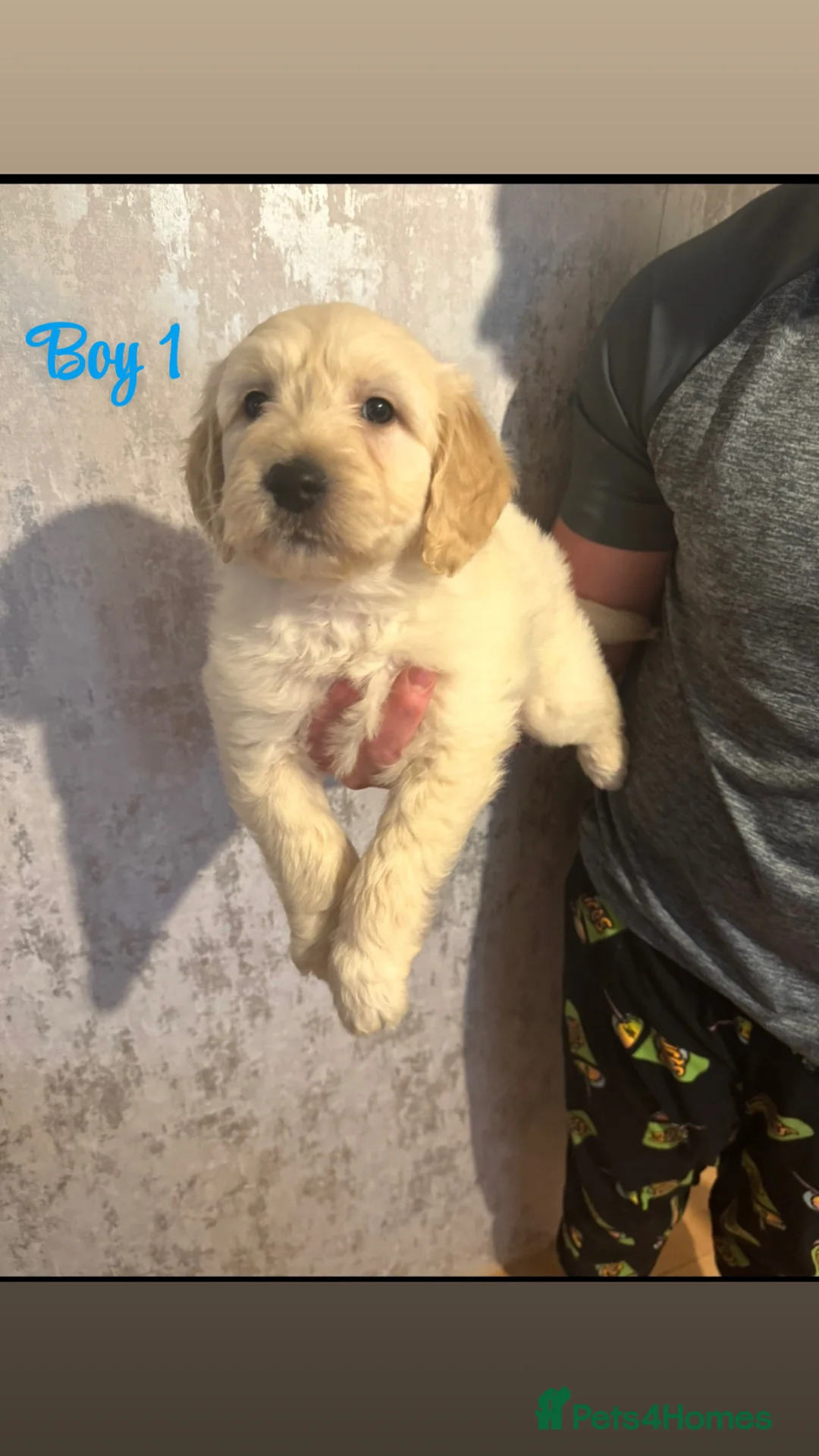 Goldendoodle dogs for sale: Beautiful medium sized goldendoodle puppies  - Advert 2