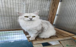 Maine Coon cats for sale: Beautiful NEUTERED girl XXL - Image 3