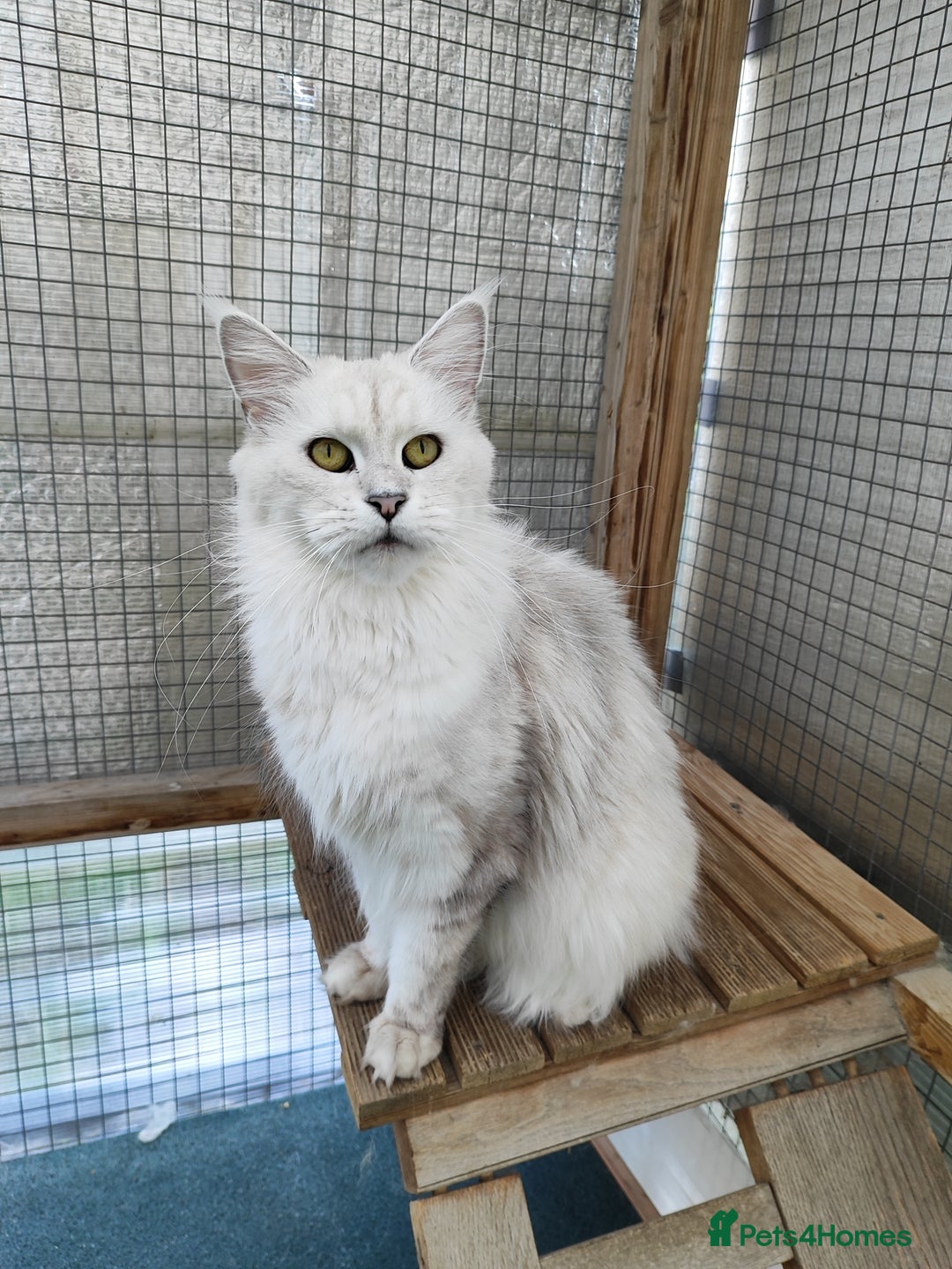 Maine Coon cats for sale: Beautiful NEUTERED girl XXL - Image 3