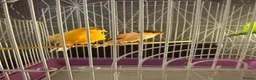 Canaries birds for sale: Pair of Crested Stafford Canaries  - Advert 3