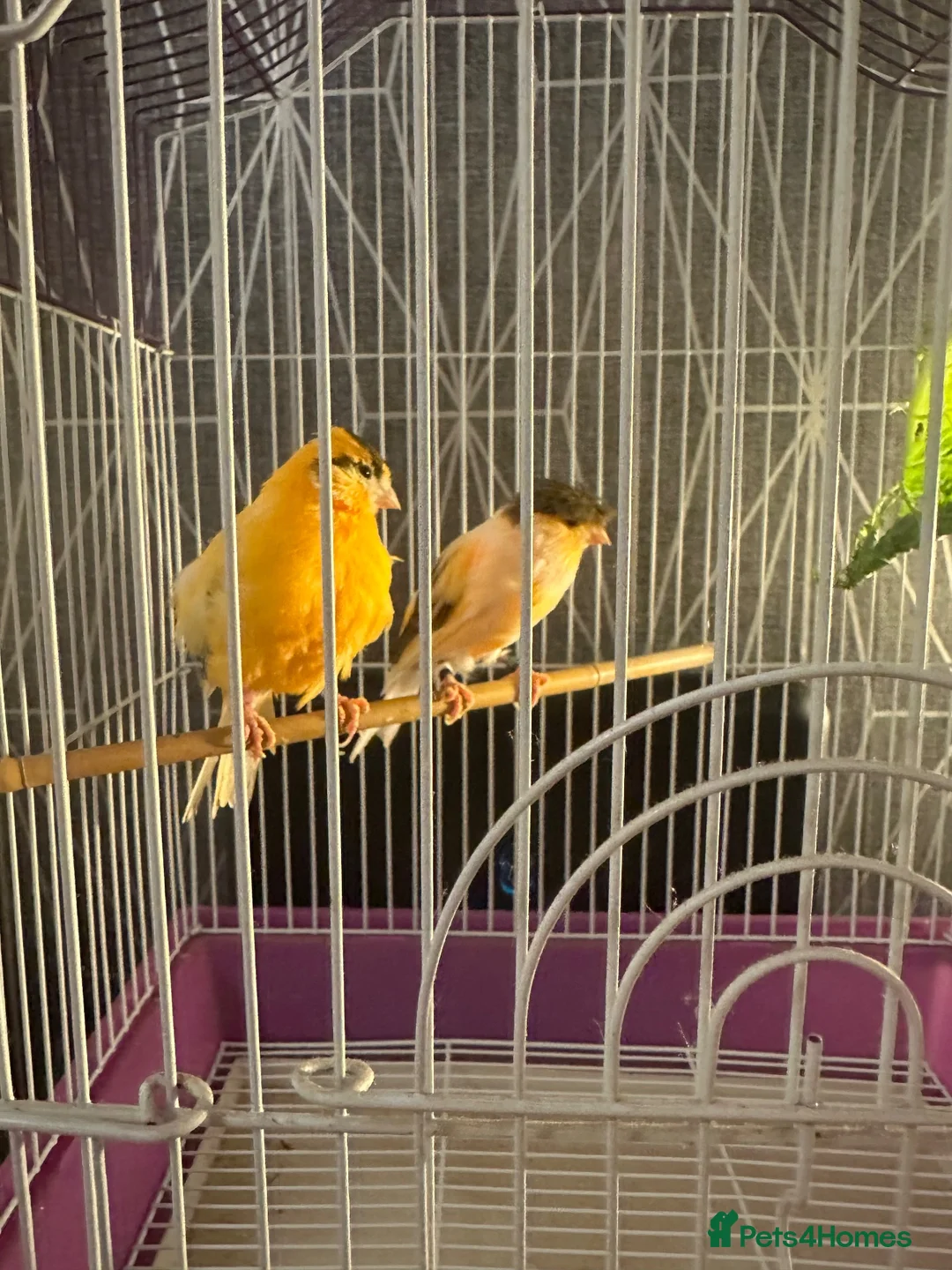 Canaries birds for sale: Pair of Crested Stafford Canaries  - Advert 3