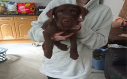 Patterdale Terrier dogs for sale: Patterdale 12weeks - Image 2