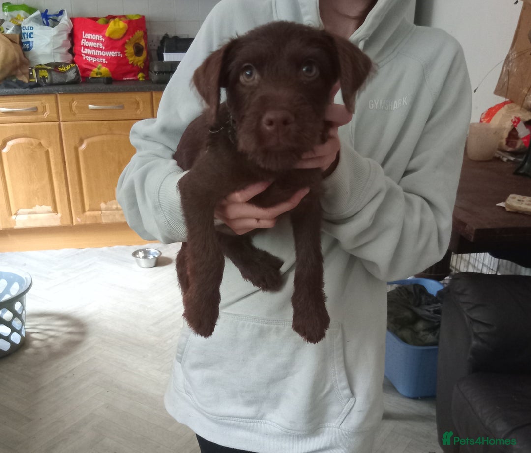Patterdale Terrier dogs for sale: Patterdale 12weeks - Image 2