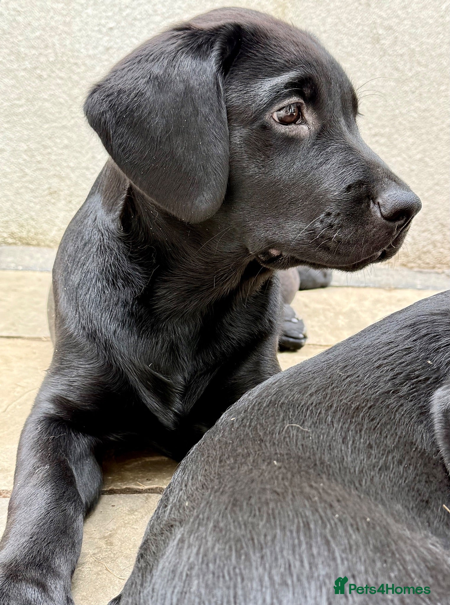 Labrador Retriever dogs Ready Now - Gorgeous Black Labrador Puppies  - Advert 2