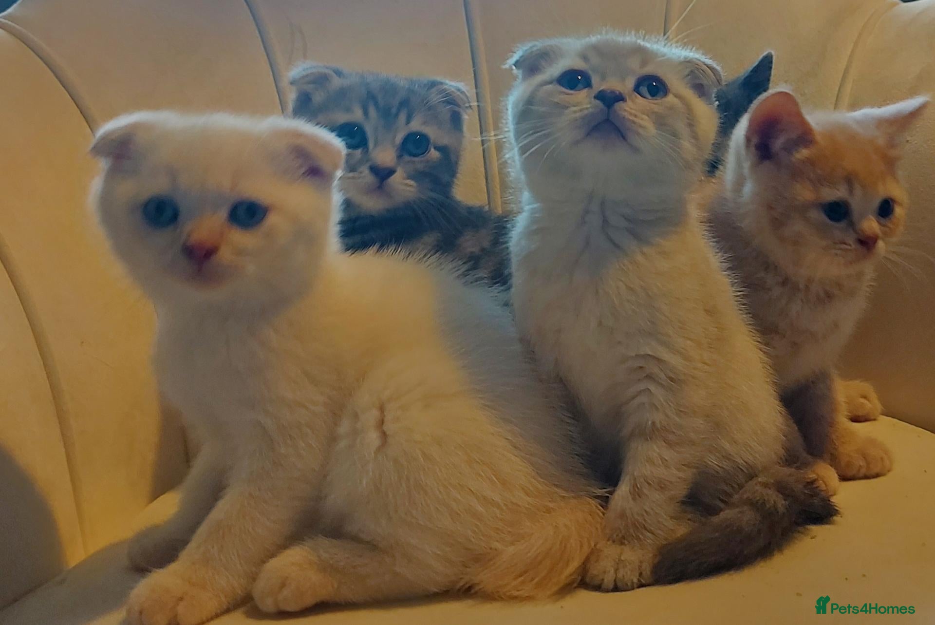 British Shorthair cats 5 handsome boys Bradford  - Advert 1