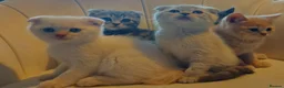 British Shorthair cats for sale: 5 handsome boys Bradford  - Advert 1