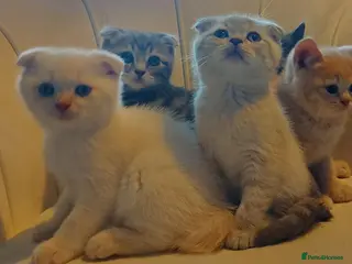 British Shorthair cats 5 handsome boys Bradford - Advert 1