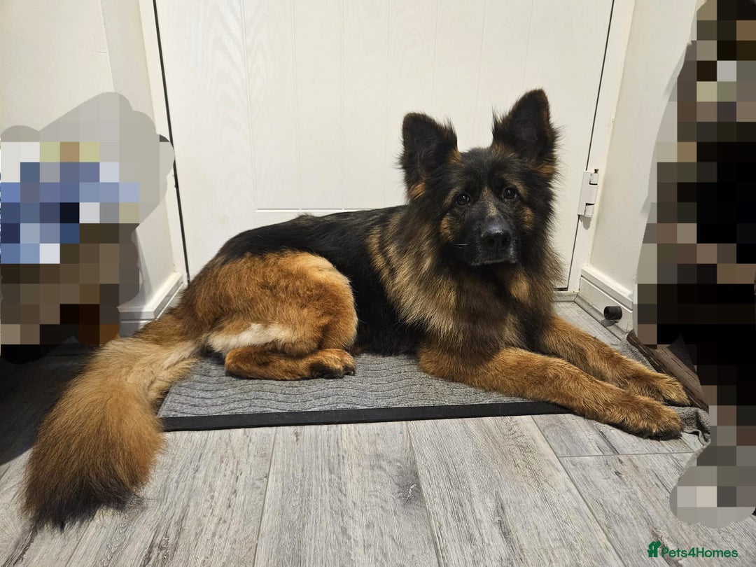 German Shepherd dogs for sale: German Shepherd - Image 3