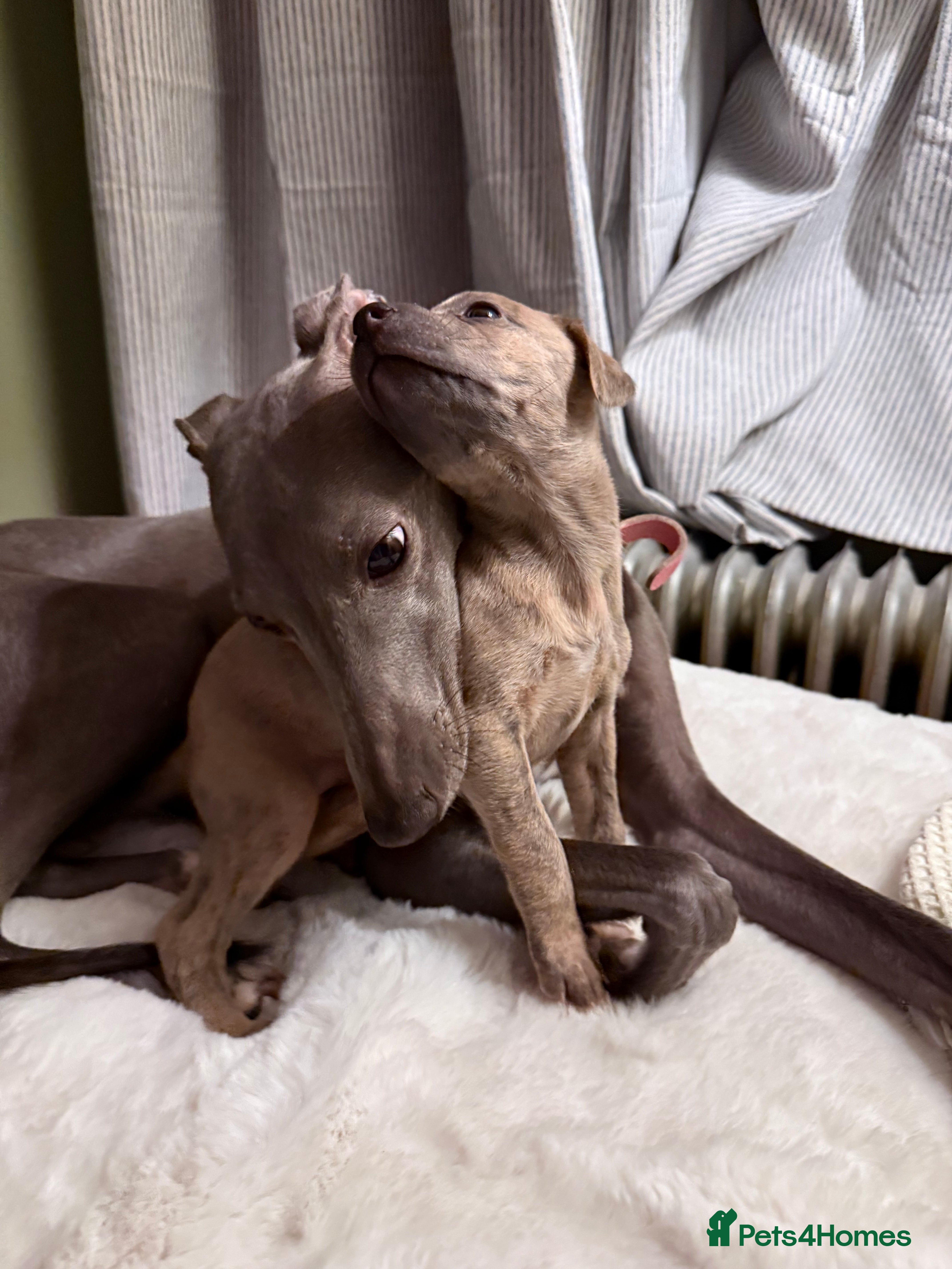 Whippet dogs Beautiful KC registered whippet pups - Advert 13