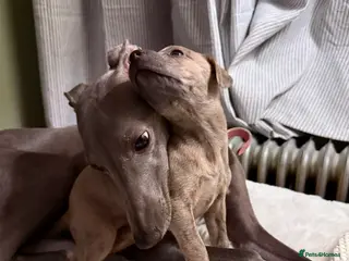 Whippet dogs Beautiful KC registered whippet pups - Advert 13