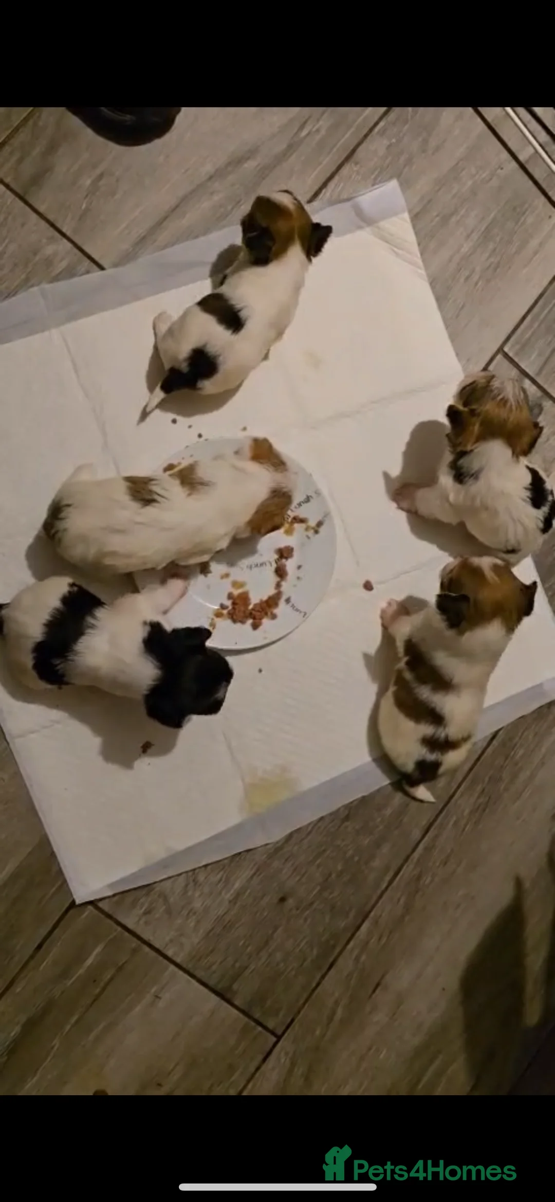 Mixed Breed dogs for sale: 5 Lhasa Apso × Yorkshire Terrier puppies for sale  - Advert 17