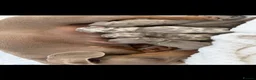 Miniature Dachshund dogs for sale: Miniature dachshund  in Sunderland - Advert 3