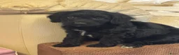 Cockapoo dogs for sale: F1b Cockapoos - Advert 30