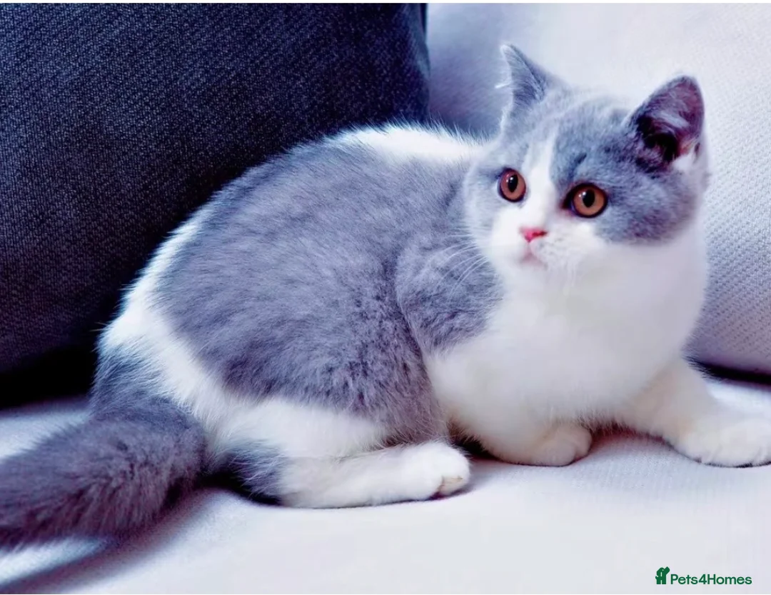 British Shorthair cats for sale: Two beautiful BSH kittens, GCCF registered  - Advert 3