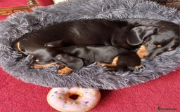 Miniature Dachshund dogs for sale: Miniature Dachshund Puppies  - Image 16