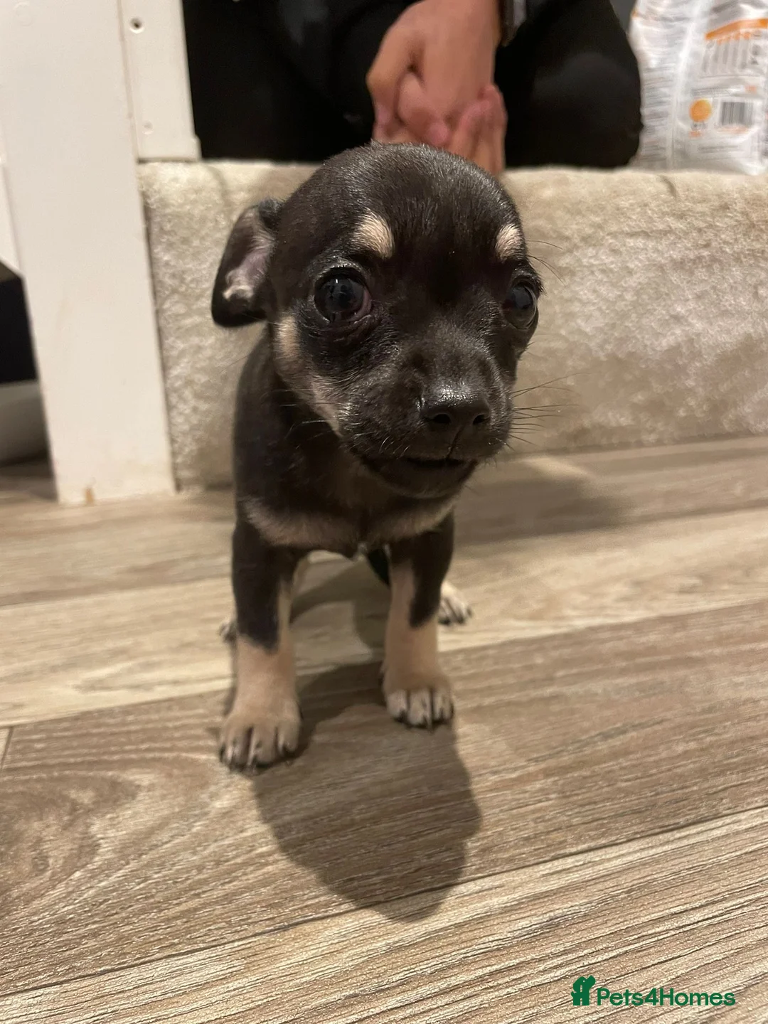 Chiweenie dogs for sale: Chiweenie puppies x5 - Advert 10