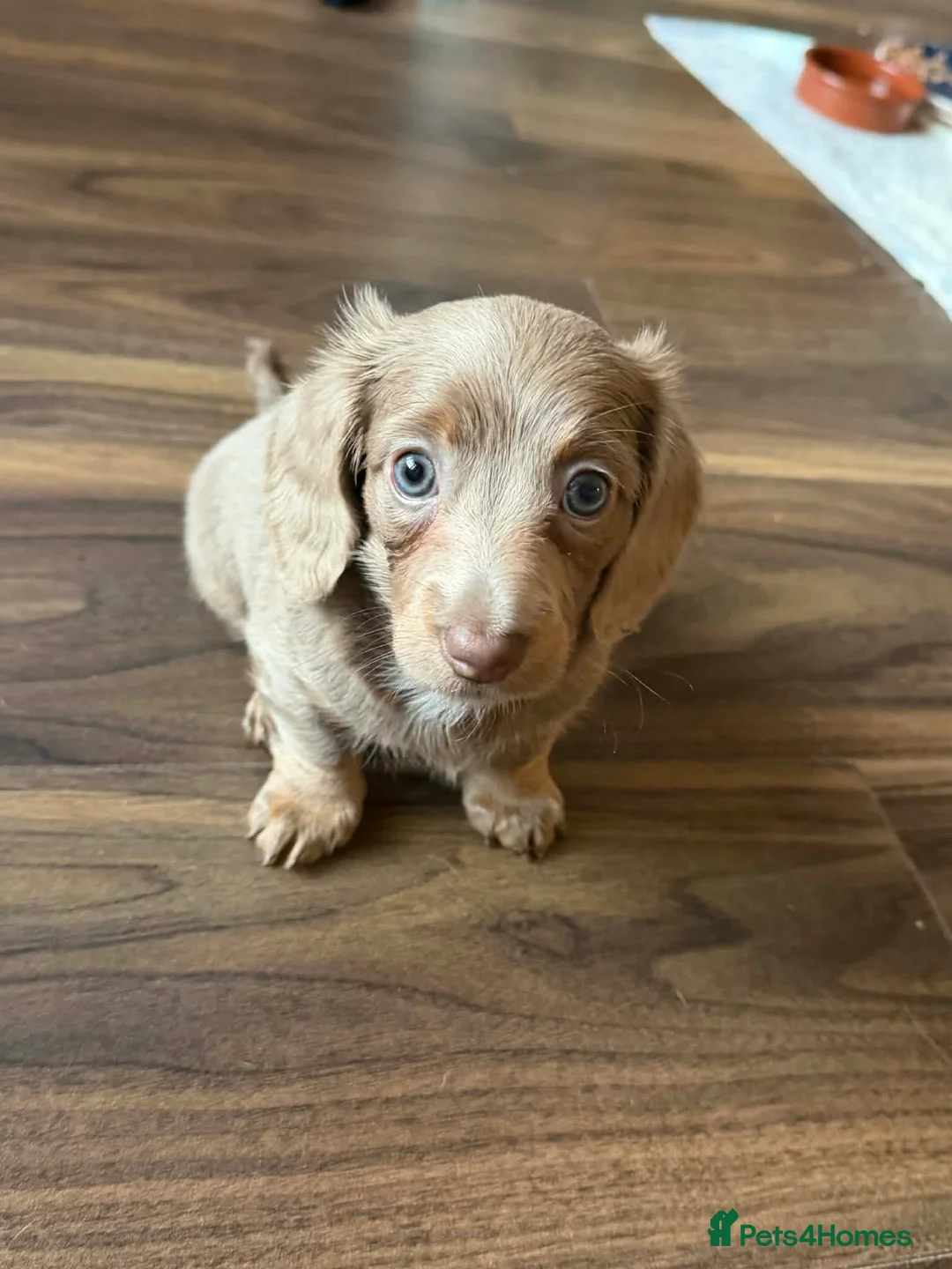 Dachshund dogs for sale: Isabella lilac long haired daschund little girl  - Advert 2
