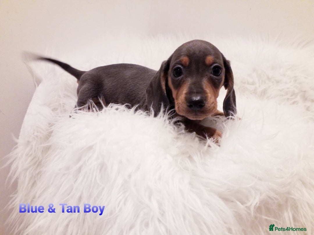 Miniature Dachshund dogs for sale: 5* Licensed, PRA CLEAR KC Mini Daxi's - Image 3