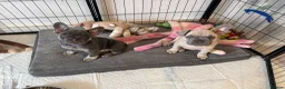 French Bulldog dogs for sale: KC French bulldog puppies - Advert 1