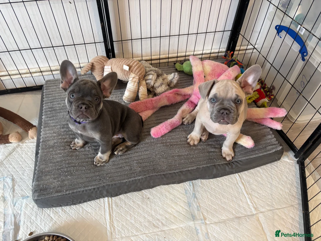 French Bulldog dogs for sale: KC French bulldog puppies - Advert 1