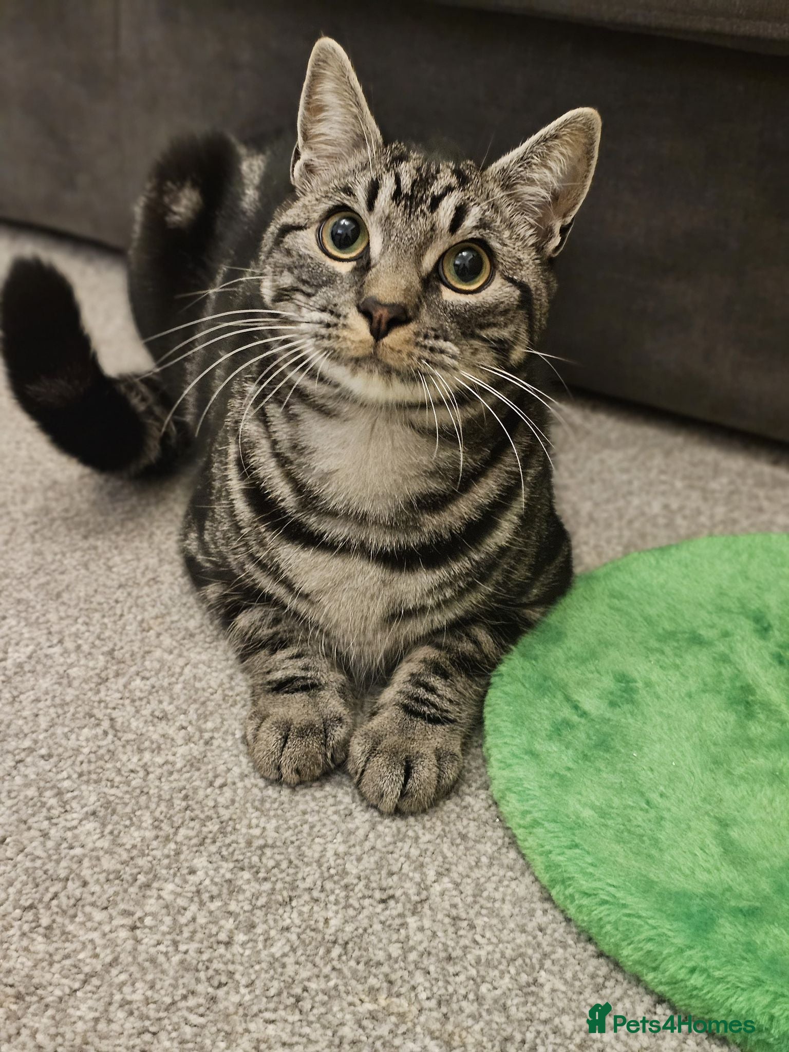 Domestic Shorthair cats Playful and friendly cat - Advert 5