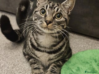 Domestic Shorthair cats Playful and friendly cat - Advert 5