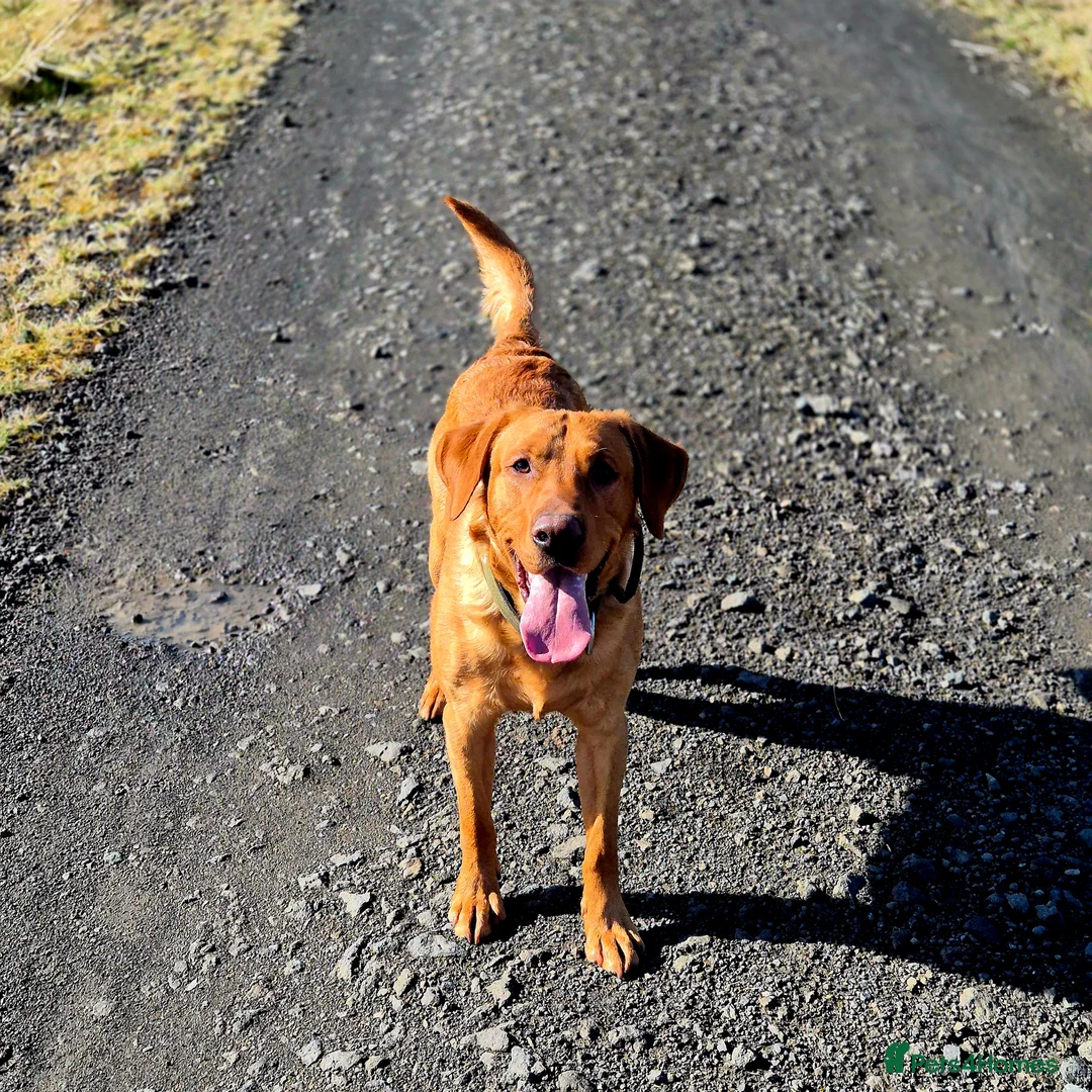 Labrador Retriever dogs for stud: Fully Health Tested Red Fox Lab Stud - Advert 10