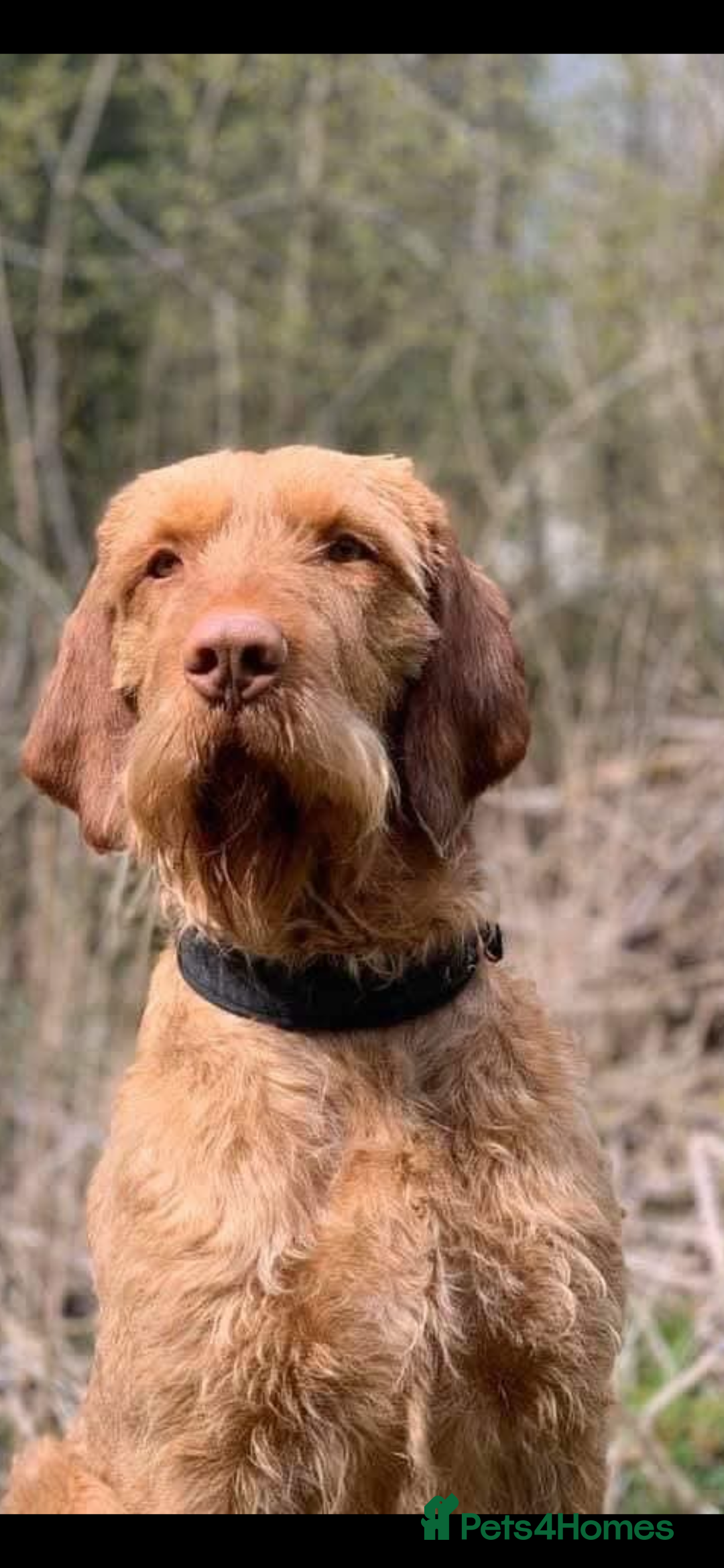 Hungarian Vizsla dogs for sale: Wirehaired Hungarian Viszla, KC registered. - Advert 5