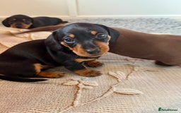 Dachshund dogs for sale: Mini dachshund puppies, PRA clear, health tested - Image 6