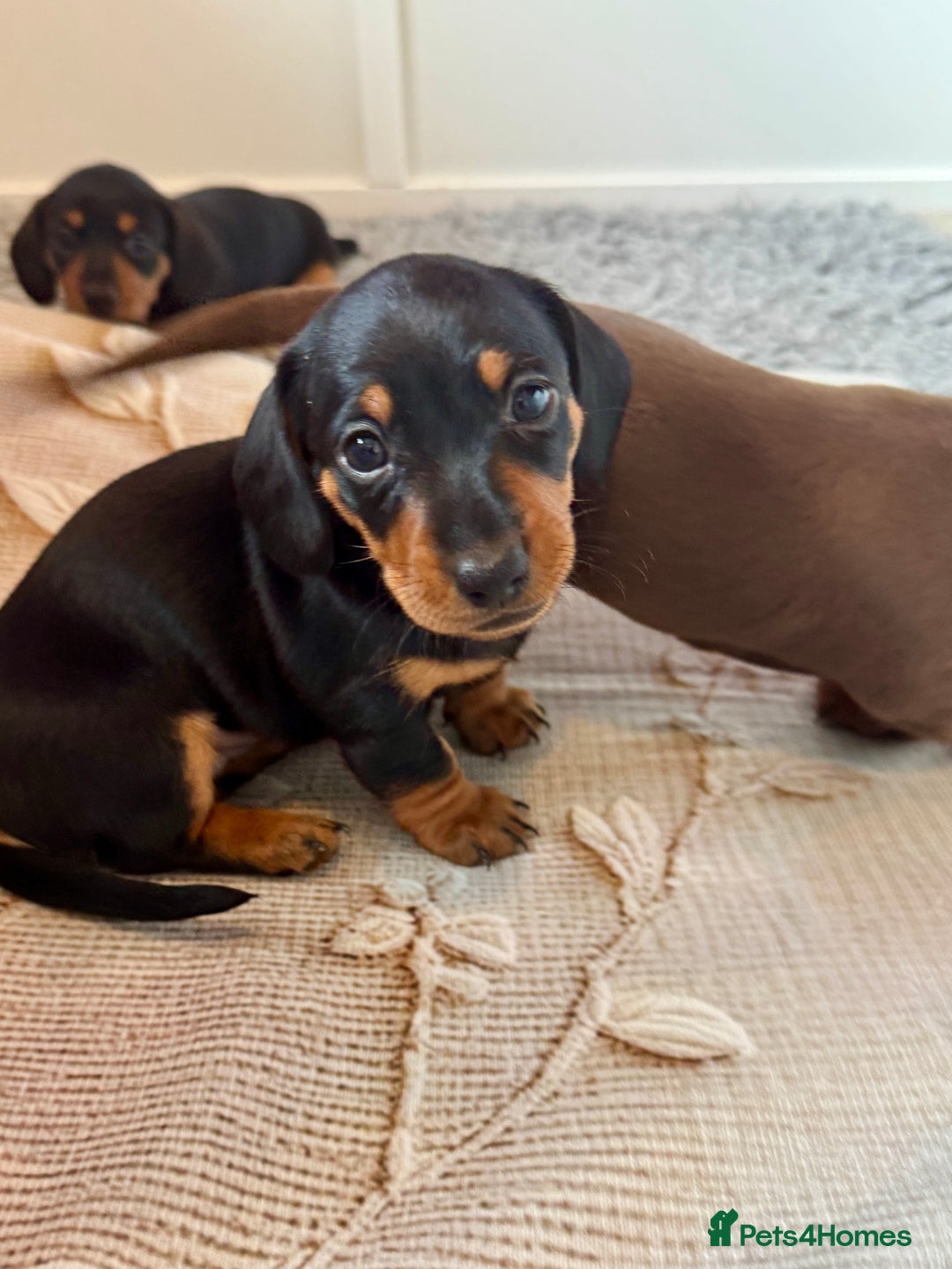 Dachshund dogs for sale: Mini dachshund puppies, PRA clear, health tested - Image 6