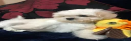 Mixed Breed dogs for sale: shihtzu / bichon x maltese  - Advert 34