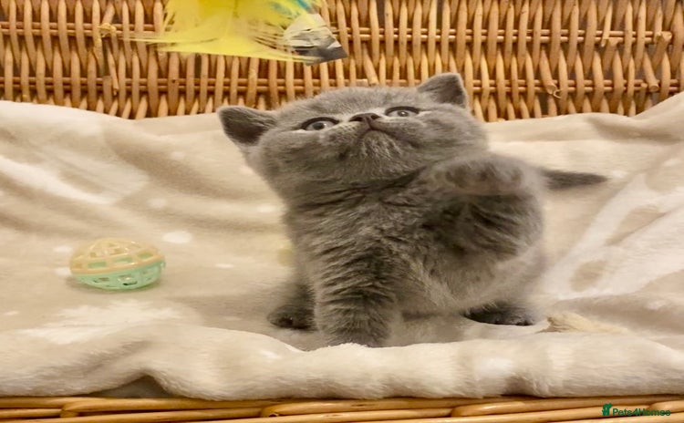 British Shorthair cats - Advert 3