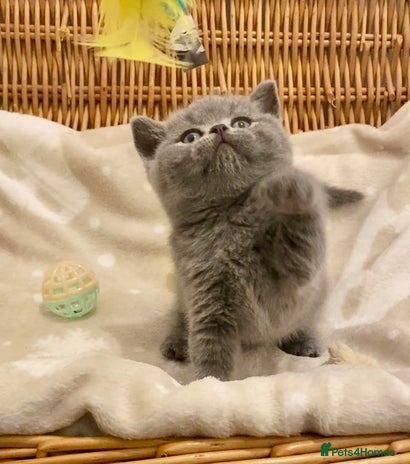British Shorthair cats - Advert 3