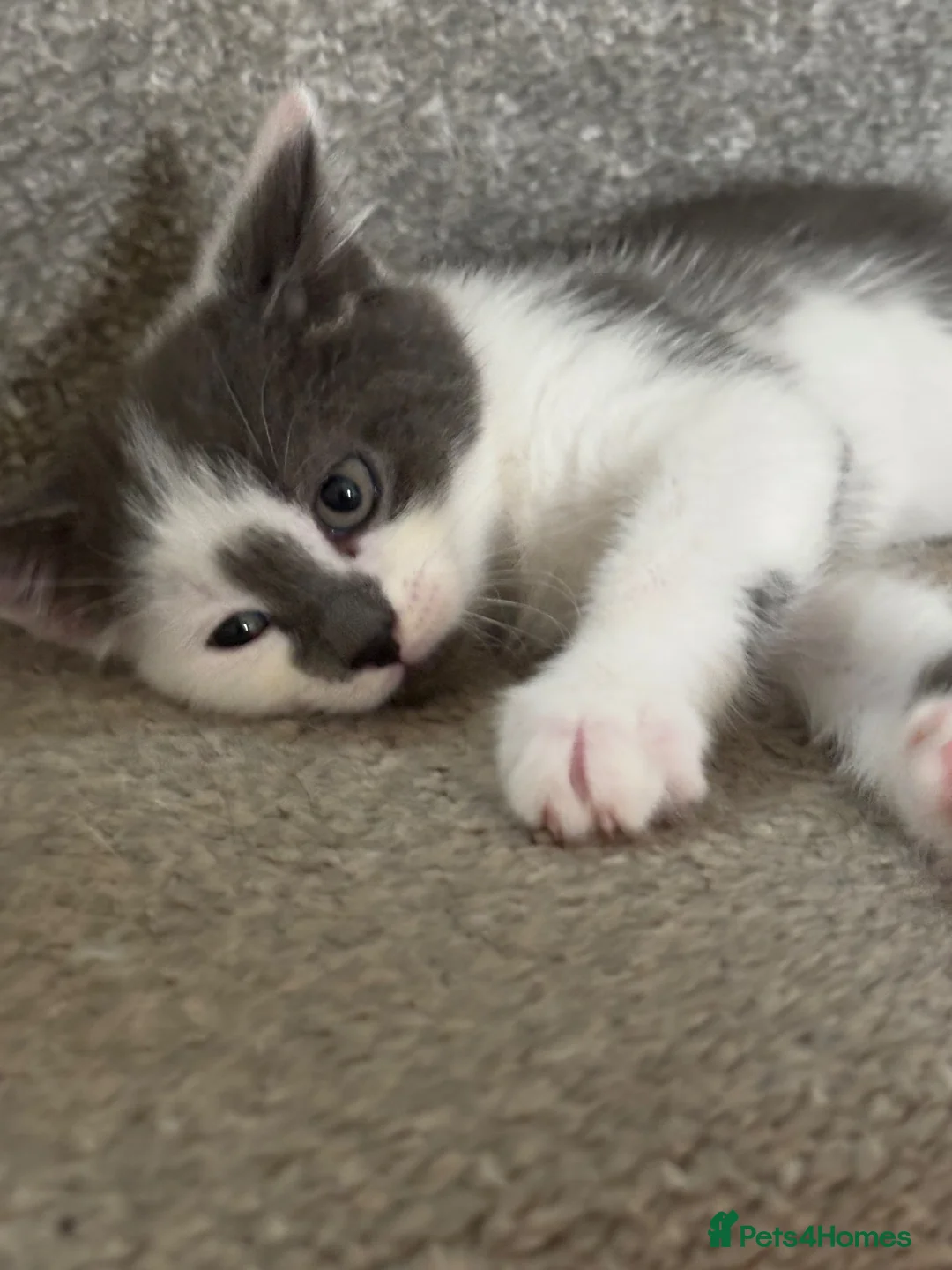 Mixed Breed cats for sale: 2 female kittens  - Advert 2