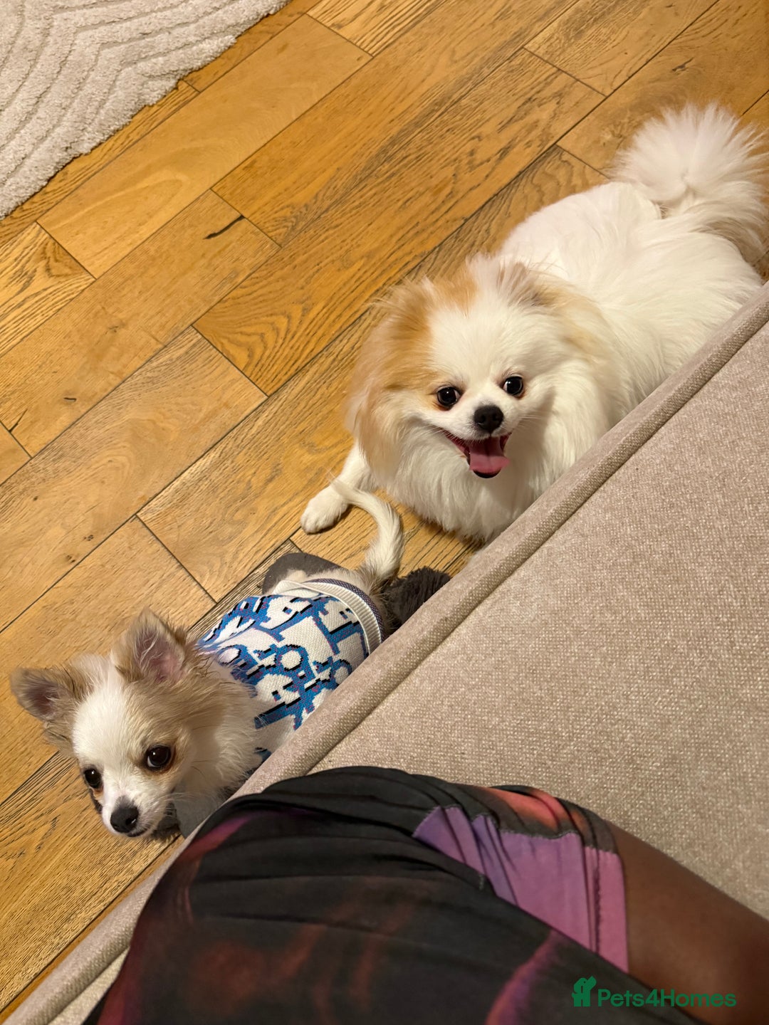 Pomchi dogs for sale: I have to sell my little man - Image 2