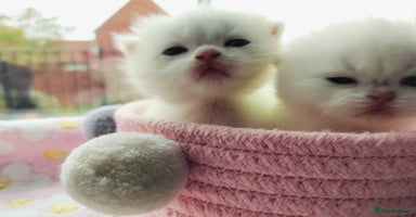 British Shorthair cats - Advert 7