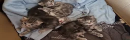 Mixed Breed cats for sale: Barn kittens in Diss - Advert 2