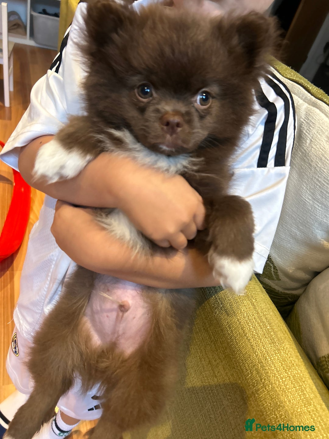 Pomeranian dogs for sale: 1 stunning rare markings Pom ready now  - Advert 4