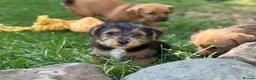 Mixed Breed dogs for sale: Stunning NORFOLK TERRIER X JACK RUSSELL  in Chester - Advert 15