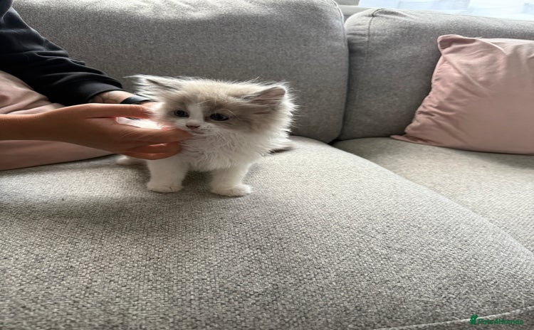 Ragdoll cats - Advert 1