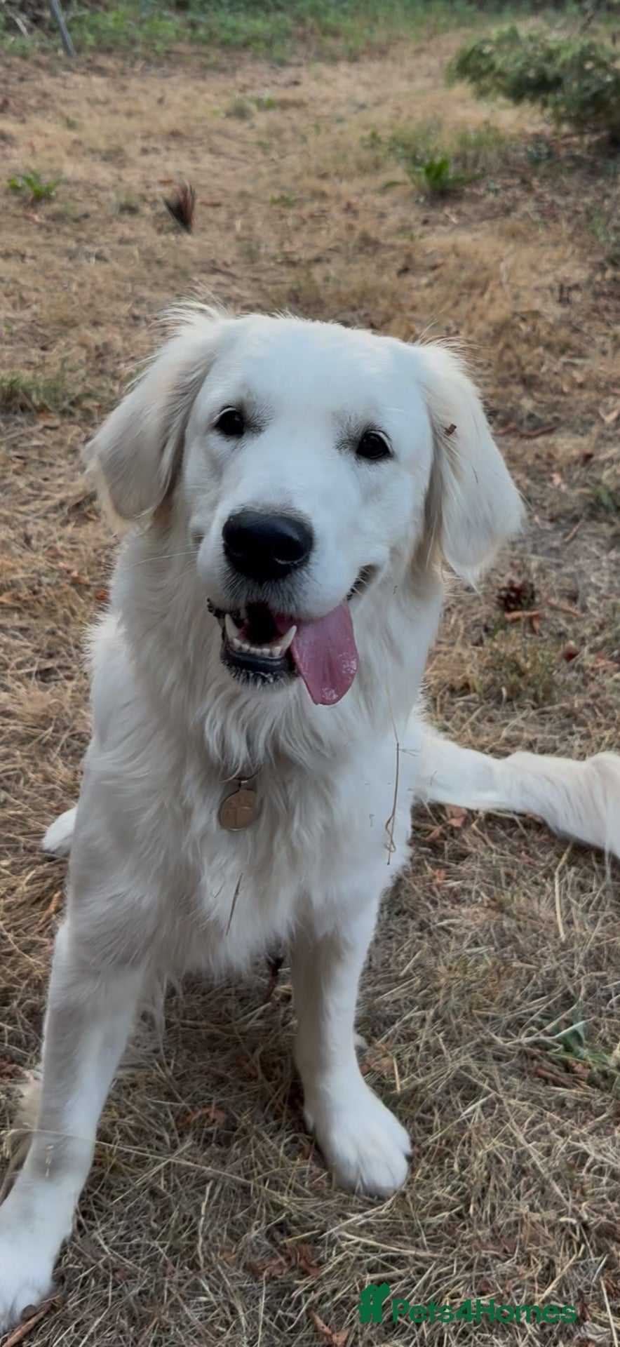 Golden Retriever dogs for sale: 🌟KC Reg cream Golden Retriever puppies due soon🌟 - Advert 2
