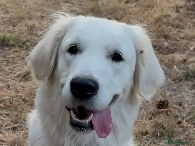 Golden Retriever dogs for sale: 🌟KC Reg cream Golden Retriever puppies due soon🌟 - Advert 2
