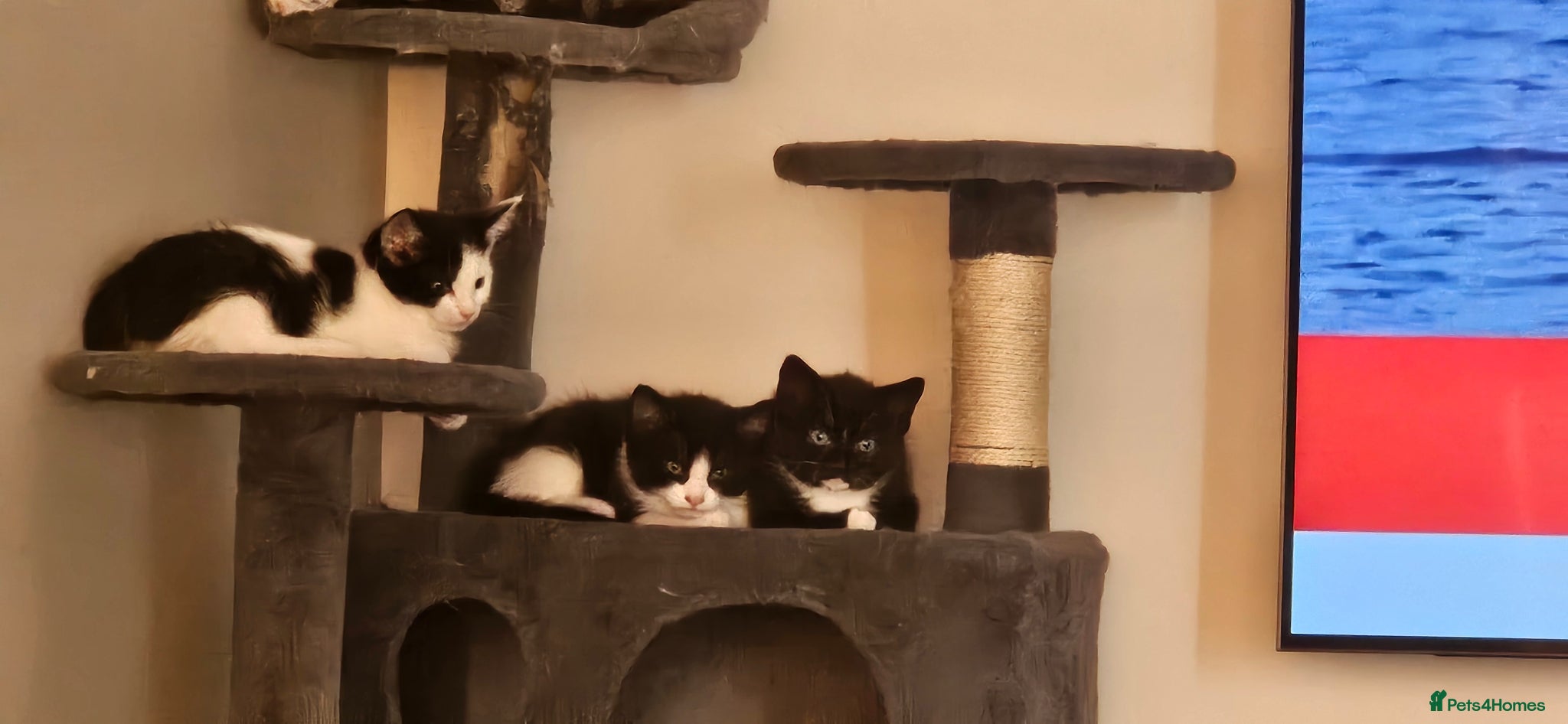 Mixed Breed cats *READY NOW LAST 3* 2 sets of part ragdoll kittens - Advert 9